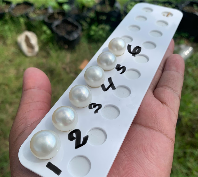Button Sea Pearl