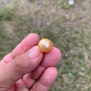 14mmLoose High Grade Golden South Sea Pearl Dark Golden Loose Gold Seawater Pearl Loose Gold Saltwater Pearl PP3-1