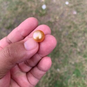 12mm Loose High Grade Golden South Sea Pearl Golden Loose Gold Seawater Pearl Loose Gold Saltwater Pearl PP3-5