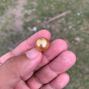 14mm Loose High Grade Golden South Sea Pearl Golden Loose Gold Seawater Pearl Loose Gold Saltwater Button Pearl PP4-1