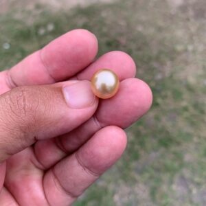 11.9mm Loose High Grade Golden South Sea Pearl Golden Loose Gold Seawater Pearl Loose Gold Saltwater Pearl PP4-A