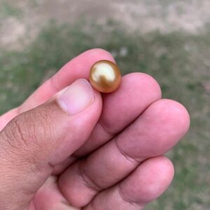 11.6mm Loose High Grade Golden South Sea Pearl Golden Loose Gold Seawater Pearl Loose Gold Saltwater Pearl PP4-B