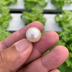 14.8x14.5mm Loose Indonesia White Sea Pearl White South Sea Pearl BoZorX FR-6