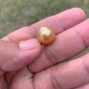 13.6mm Golden South Sea Pearl: High Grade Loose Seawater Pearl