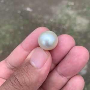14.5mm White South Sea Pearl: High Grade Loose Seawater Pearl