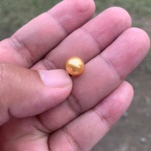 8.8mm Golden South Sea Pearl: High Grade Loose Seawater Pearl Small-1