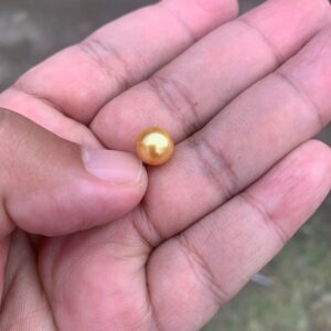 8.4mm Golden South Sea Pearl: High Grade Loose Seawater Pearl Small-4