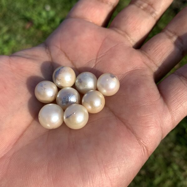 8 Pcs 10mm  Loose Real Genuine Indonesia Cultured Saltwater Pearl Beads AT-13