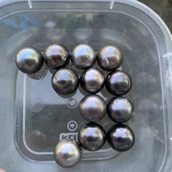 12 Pcs 13.5mm Tahitian Black Pearl Indonesia Saltwater Pearl Beads BoZorX TRJ-16