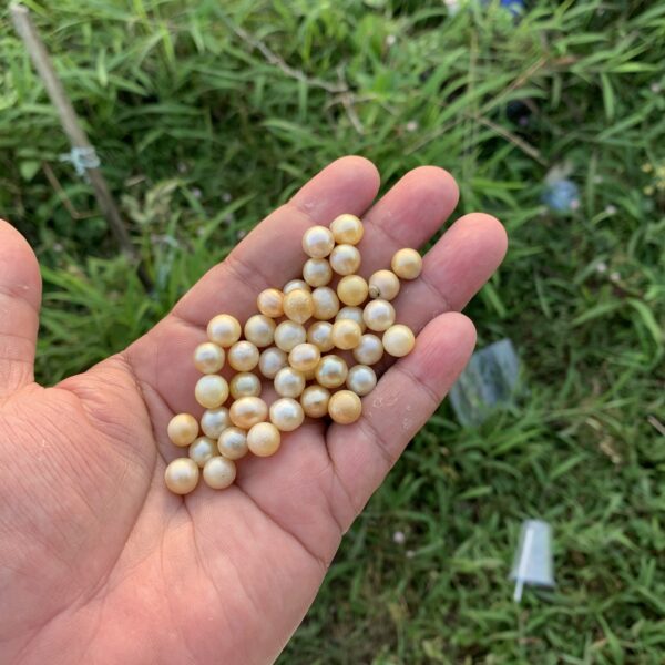 109 Pieces 8mm Loose Saltwater Pearl Indonesia Loose Pearl Beads BoZorX H9-2