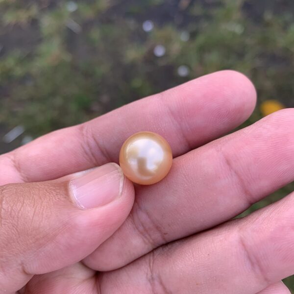 13.2mm Loose Golden Saltwater Pearl Bead South sea Pearl G-2