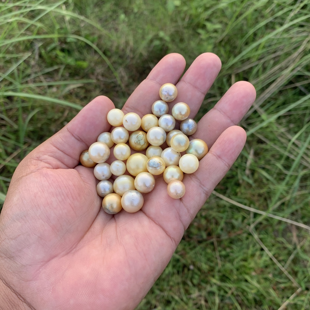 32 Pieces Loose Real Genuine Indonesia Cultured Saltwater South Sea Seawater Pearl Beads H15-2 - Image 3