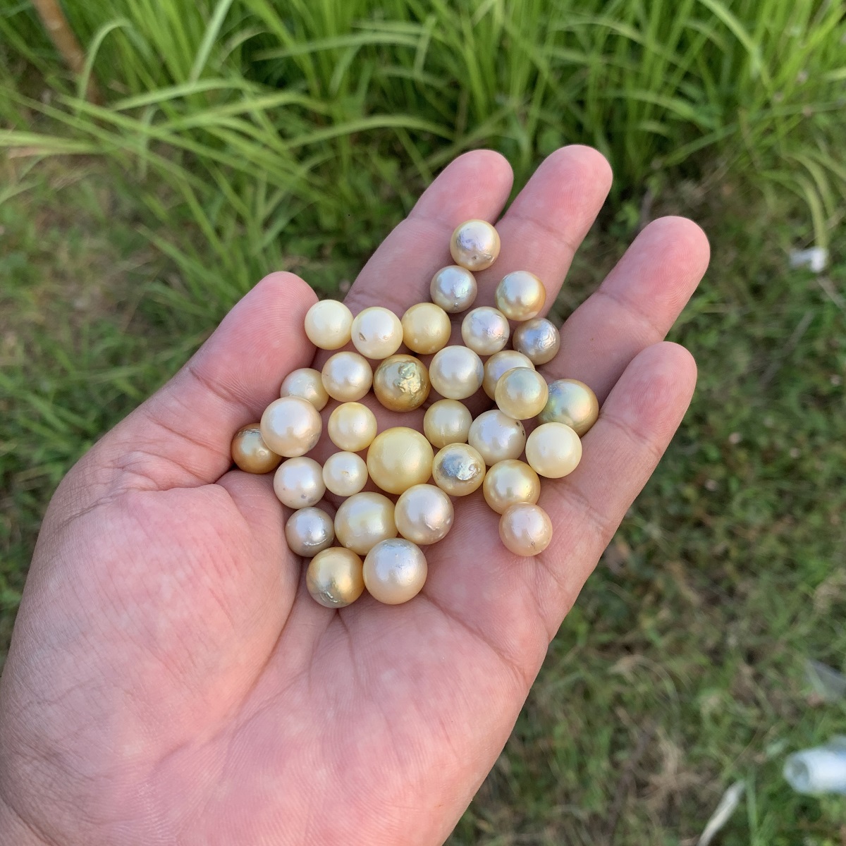 32 Pieces Loose Real Genuine Indonesia Cultured Saltwater South Sea Seawater Pearl Beads H15-2 - Image 4