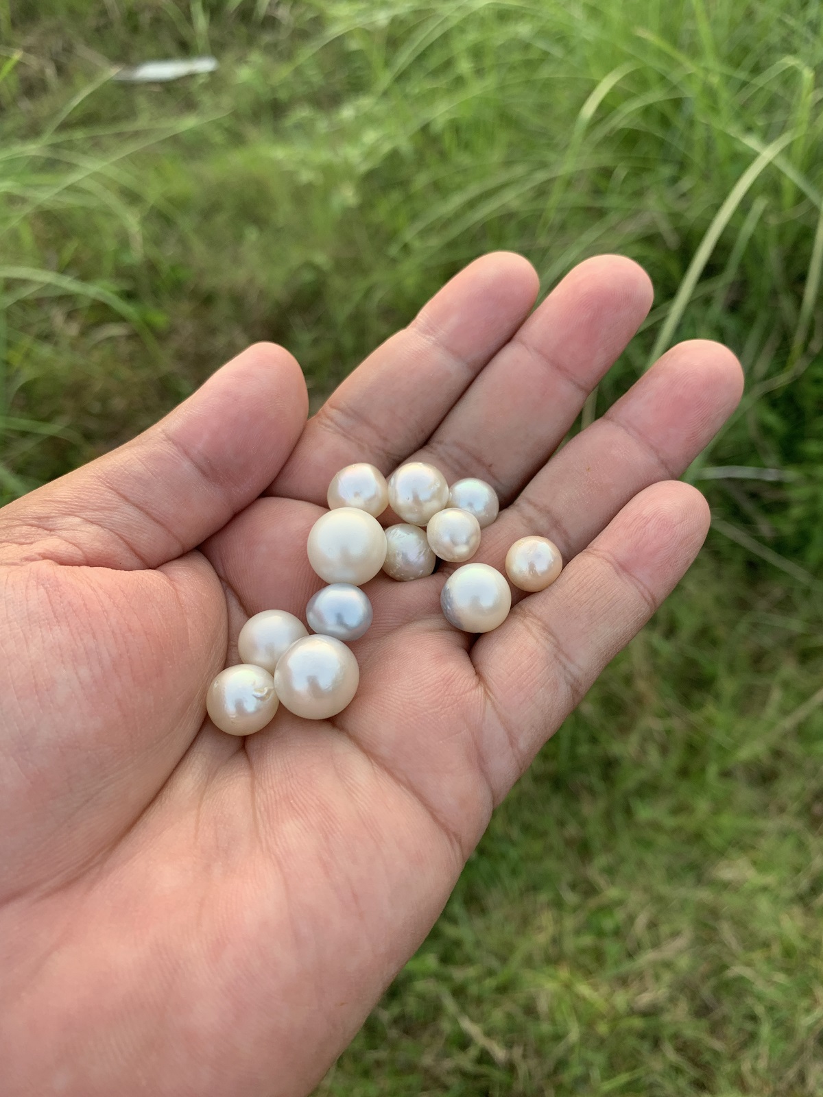 12 Pieces Loose Real Genuine Indonesia Cultured Saltwater South Sea Seawater Pearl Beads H15-4 - Image 4