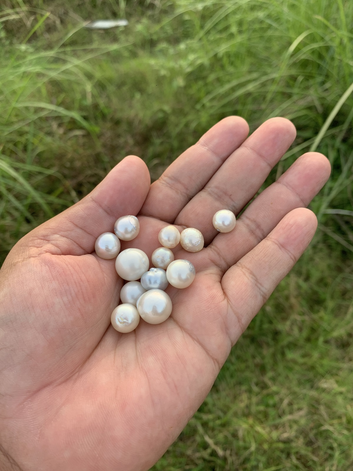 12 Pieces Loose Real Genuine Indonesia Cultured Saltwater South Sea Seawater Pearl Beads H15-4 - Image 3