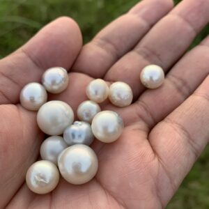 12 Pieces Loose Real Genuine Indonesia Cultured Saltwater South Sea Seawater Pearl Beads H15-4