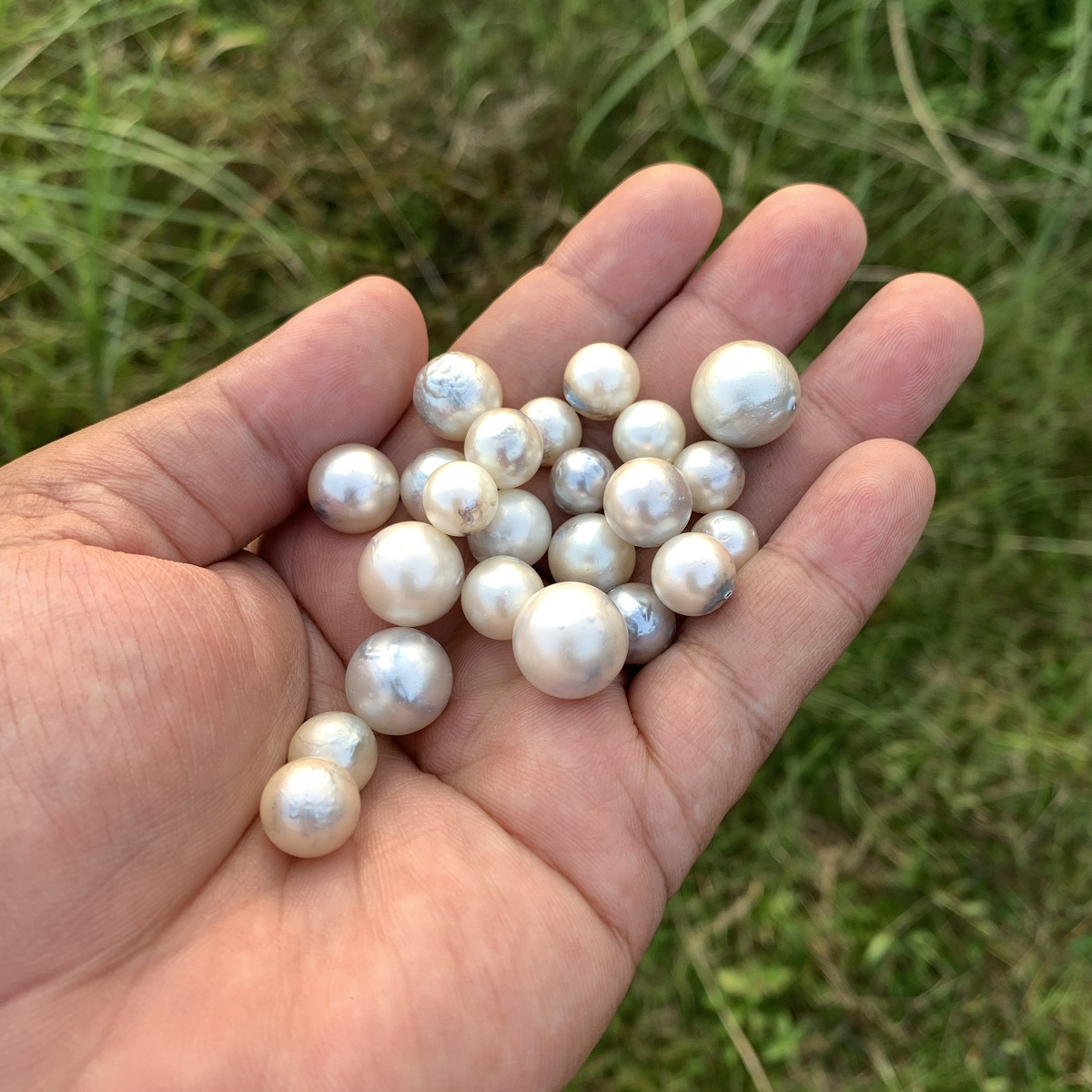 24 Pieces Loose Real Genuine Indonesia Cultured Saltwater South Sea Seawater Pearl Beads H15-1 - Image 3
