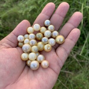 32 Pieces Loose Real Genuine Indonesia Cultured Saltwater South Sea Seawater Pearl Beads H15-2