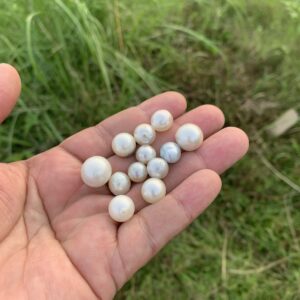 12 Pieces Loose Real Genuine Indonesia Cultured Saltwater South Sea Seawater Pearl Beads H15-4