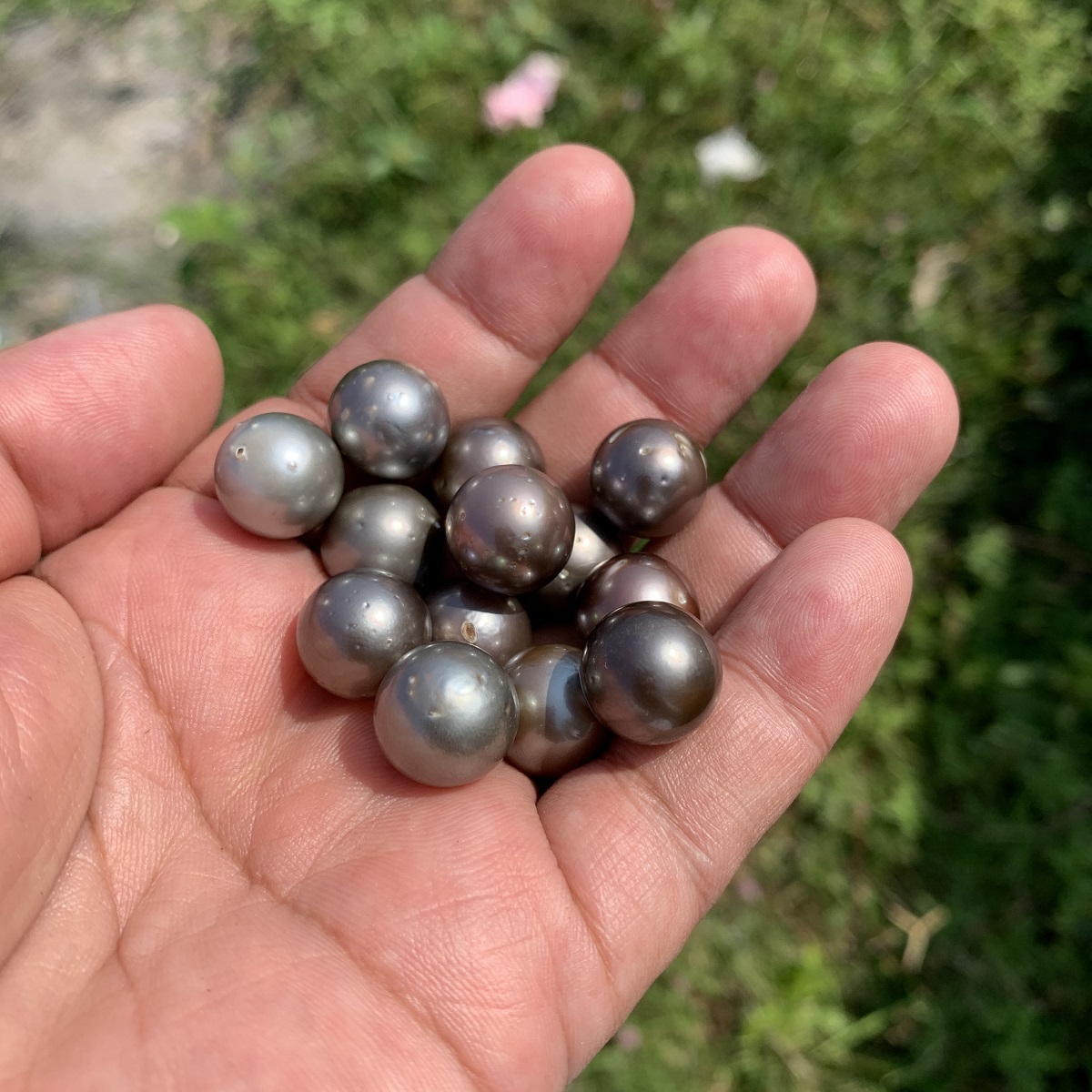 13 Pieces 13.5mm Tahitian Black Pearl Saltwater South Sea Pearl Beads BoZorX TRJ-23 - Image 3