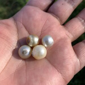 4 Pieces Loose Real Genuine Indonesia Cultured Saltwater South Sea Seawater Pearl Beads TAR-11