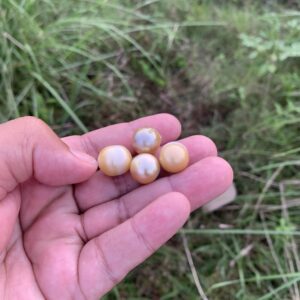4 Pieces Loose Real Genuine Indonesia Cultured Saltwater South Sea Seawater Pearl Beads TAR-3